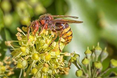 Как пчелы делают мед из пыльцы — тонкости процесса сбора и приготовления