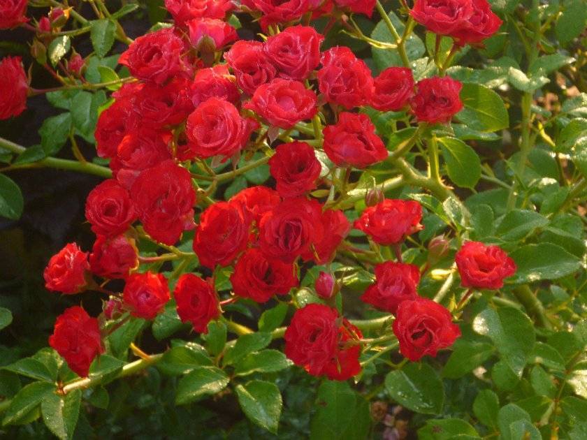 О розе амадеус (amadeus): описание и характеристики сорта плетистой розы
