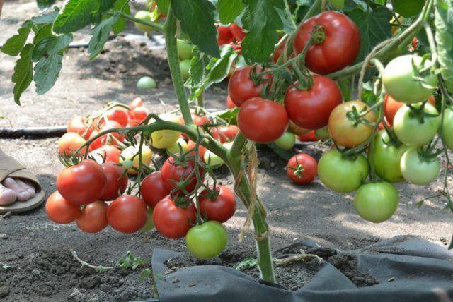 Лучшие сорта помидоров для открытого грунта