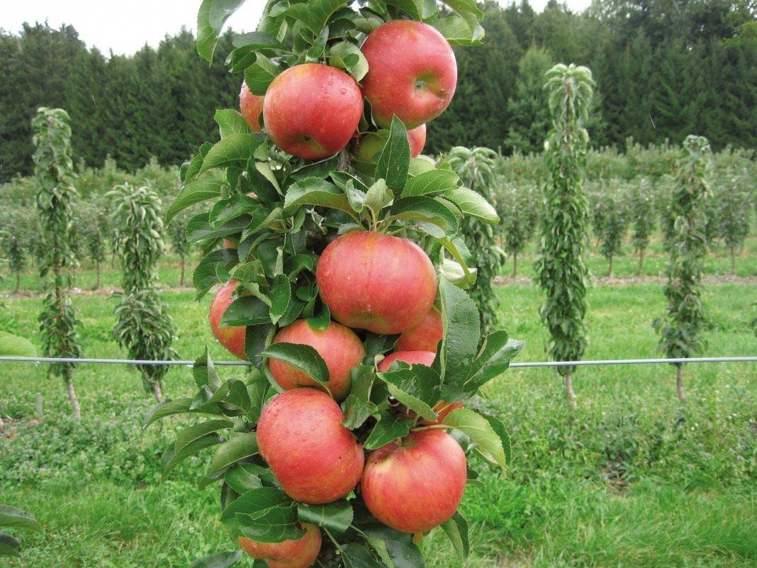 Обрезка яблони весной для начинающих: когда и как правильно ее делать