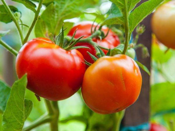 Знаменитый томат белый налив: характеристика и описание сорта