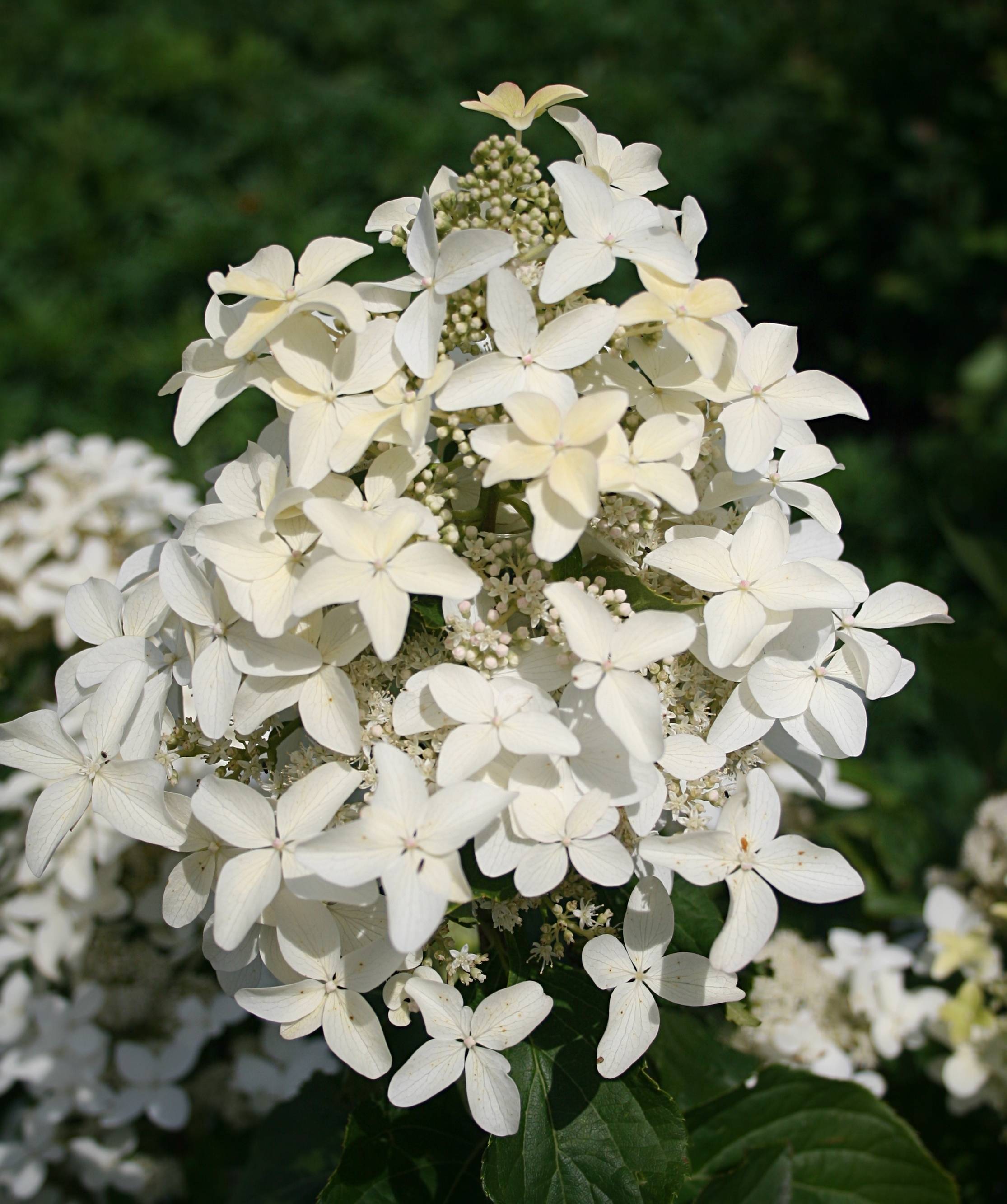 Гортензия мэджикал кэндл (hydrangea paniculata magical candle) — описание - pocvetam.ru