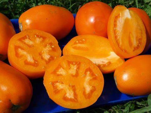 Крупноплодный сибирский томат с хорошей урожайностью — новый кенигсберг — описание и характеристики