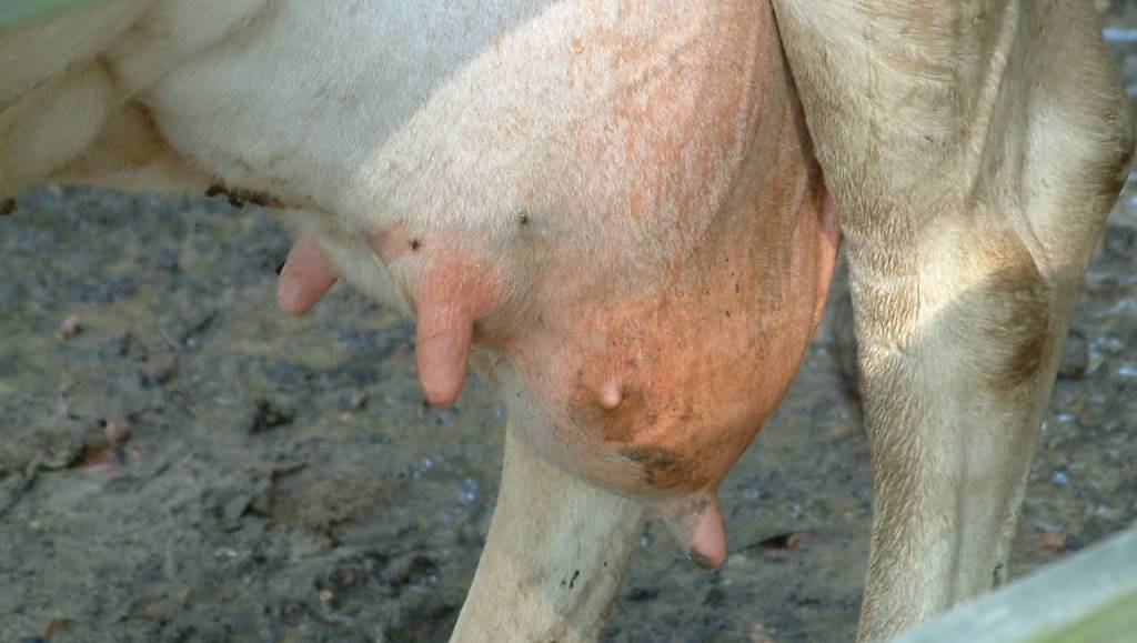 Основы лечения катарального мастита у коров