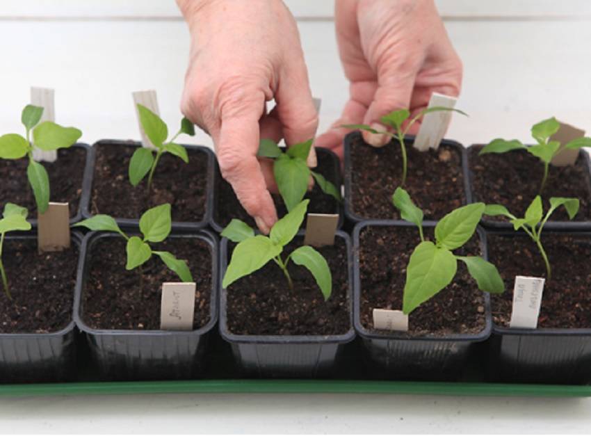 Как вырастить рассаду перца в домашних условиях: пошаговая инструкция