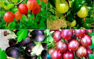 Сорт крыжовника сливовый – ароматные ягоды на вашем участке