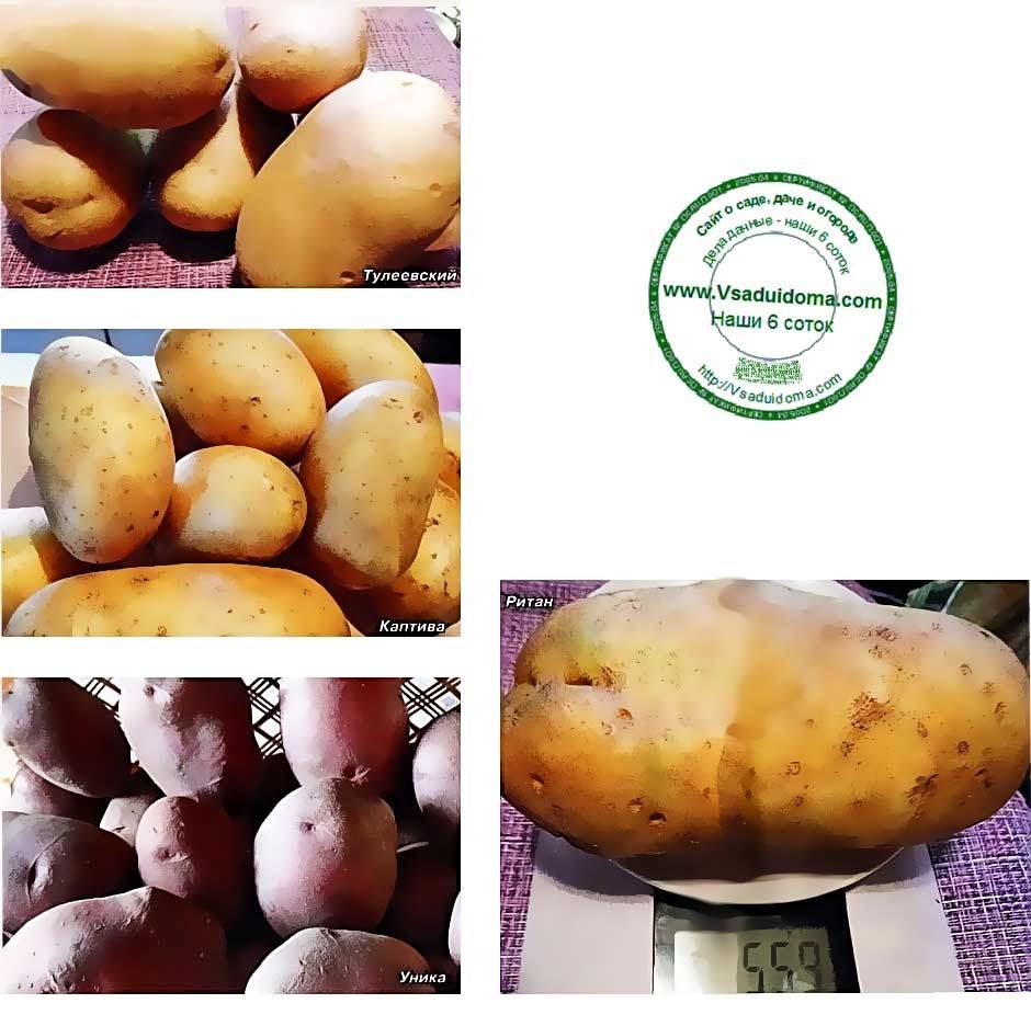 Урожайные сорта картофеля для средней полосы россии