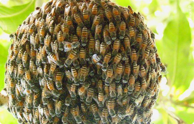Когда и для чего объединяют пчел с разных ульев