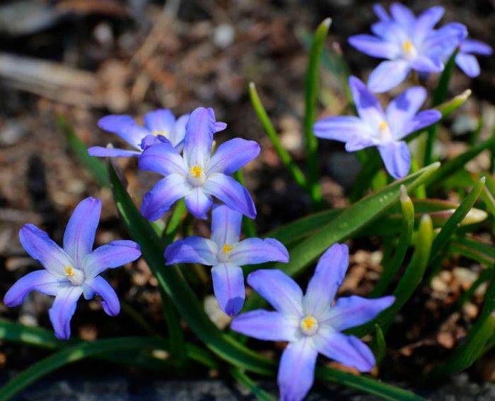 Хионодоксы: фото и описание цветка, посадка, уход и выращивание хионодоксы в открытом грунте