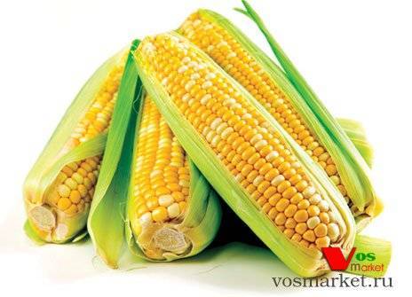 Кукуруза: польза и вред золотых початков
