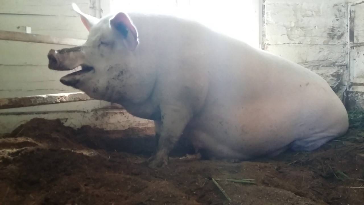 Супоросная свинья: сроки, содержание и кормление