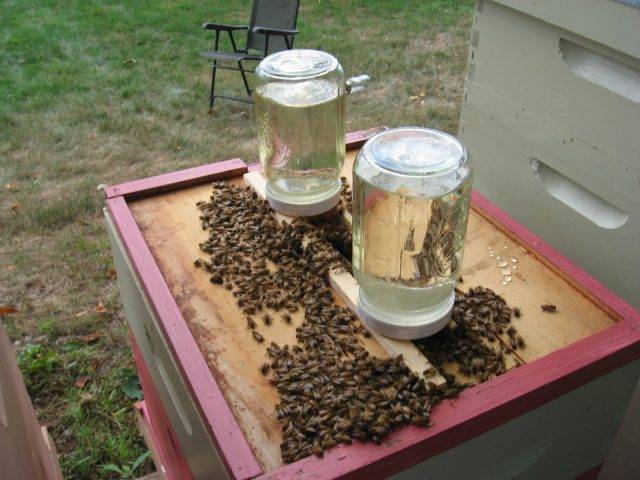 Подкормка пчел весной: дело хлопотное