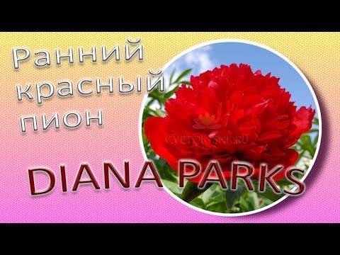 Пион диана паркс (diana parks): описание, фото, отзывы