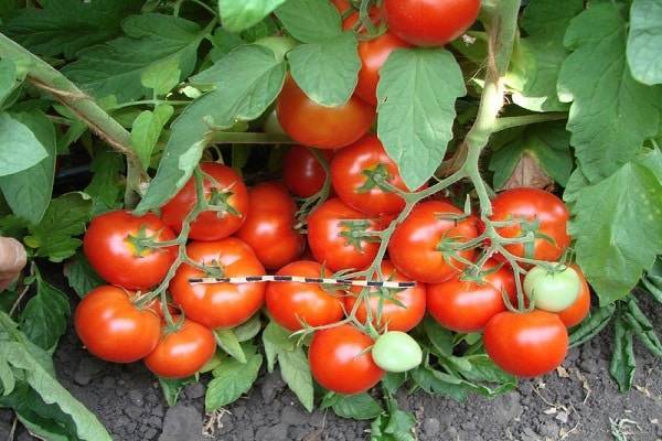 Вкусный и холодостойкий помидор андромеда