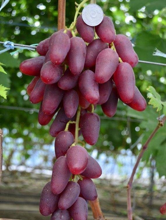 Таежный — описание сорта винограда и особенности выращивания