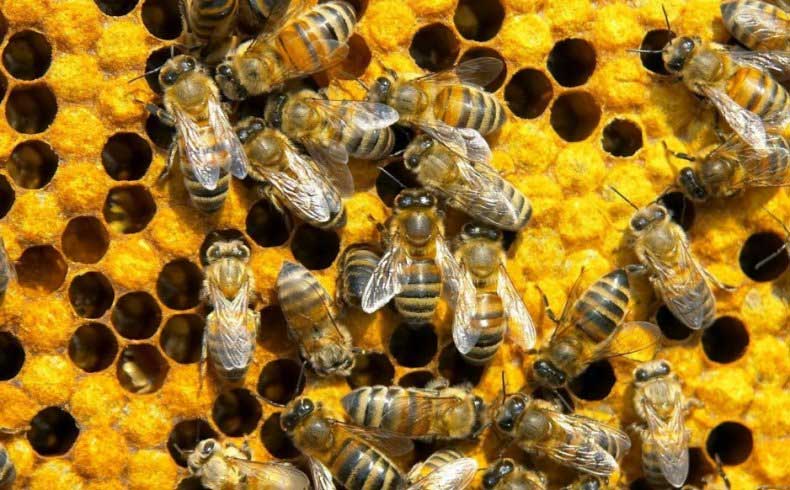 Перга пчелиная: полезные свойства, получение и заготовка, применение