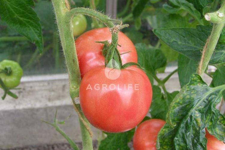 Сорт томата «торбей f1»: описание, характеристика, посев на рассаду, подкормка, урожайность, фото, видео и самые распространенные болезни томатов
