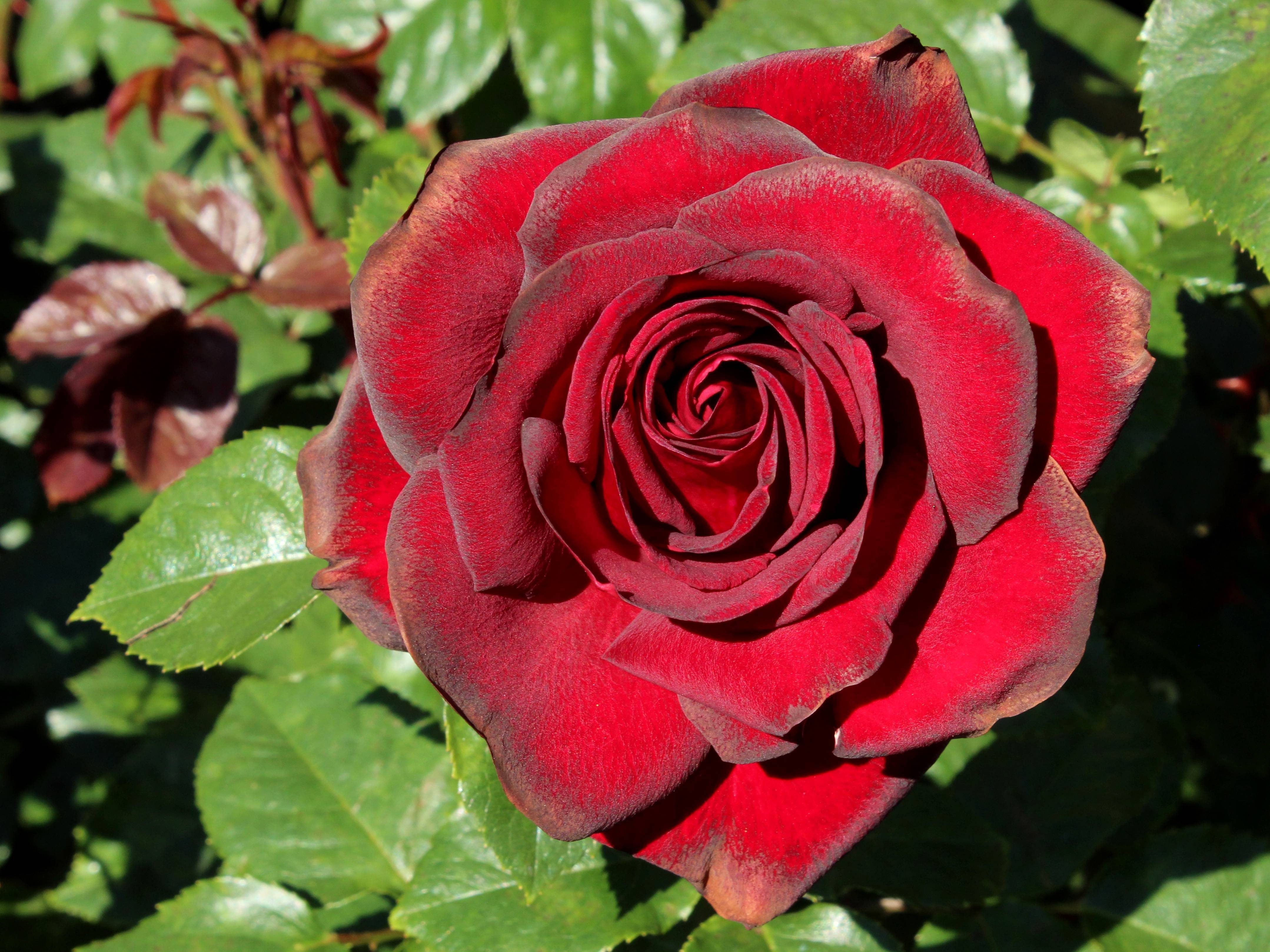 Роза schwarze madonna (мадонна): фото и описание, отзывы