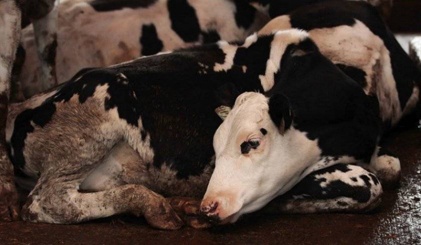 Понос у теленка: причины, что делать, как остановить и можно ли предотвратить?