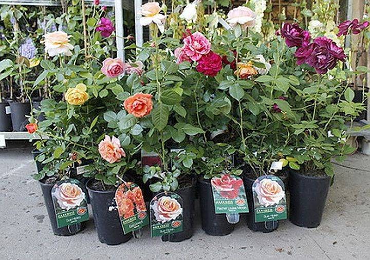 О посадке роз: когда можно и как правильно сажать в открытый грунт осенью
