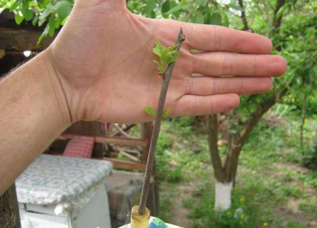Как размножить грушу из ветки