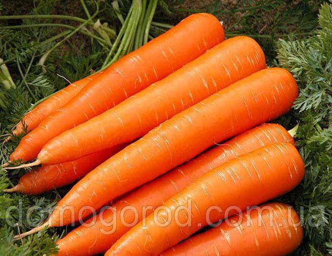Сорт моркови витаминная 6