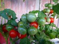 Характеристика и описание сорта томата пиноккио, выращивание и урожайность