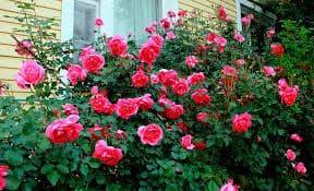 Размножение плетистой розы черенкованием или отводками весной, летом и осенью