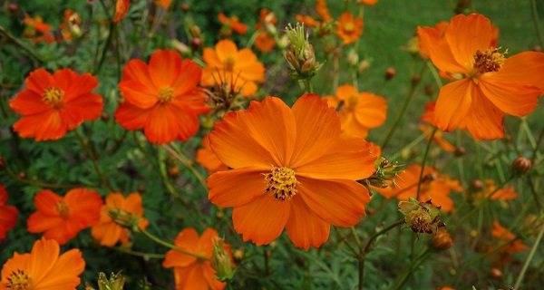 Космея махровая (33 фото): выращивание цветов из семян. когда сажать? оранжевые и желтые разновидности космеи