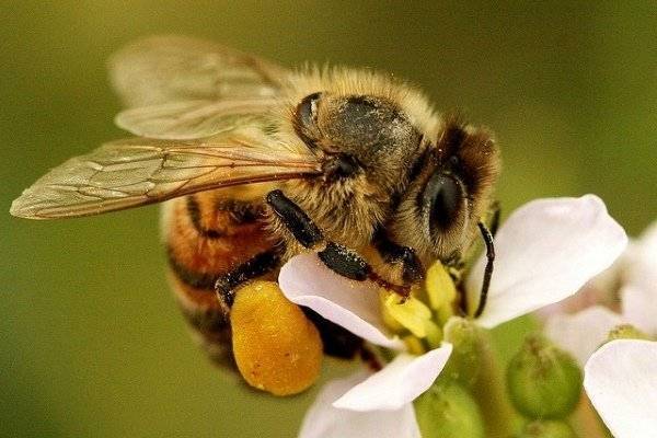 Жизнь пчел, распределение обязанностей в улье