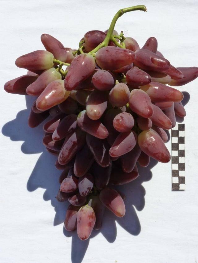 Описание сорта винограда «дубовской розовый» — присмотритесь