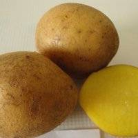Картофель рокко: описание сорта, особенности выращивания