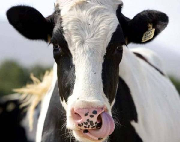 Болезни коров и их симптомы