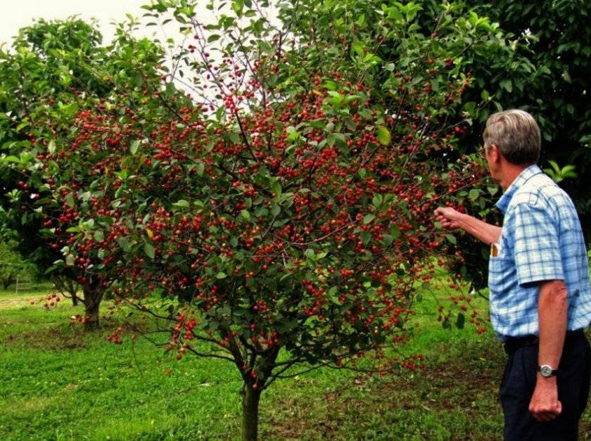 Плюсы выращивания гибридного сорта вишни ашинская