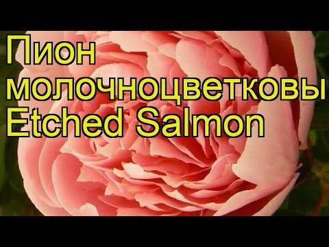 Пион Etched Salmon (Этчед Салмон): фото и описание, отзывы