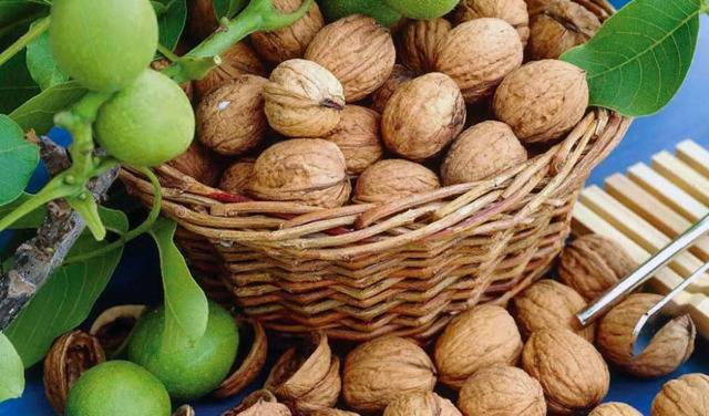 Храним грецкие орехи правильно: как уберечь ценный продукт от порчи