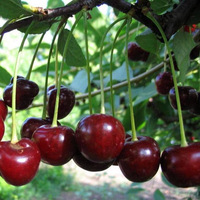 Лучшие самоплодные сорта вишни с описанием и фото