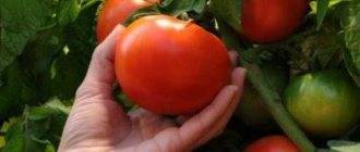Лучшие сорта томатов: описание, характеристика, фото