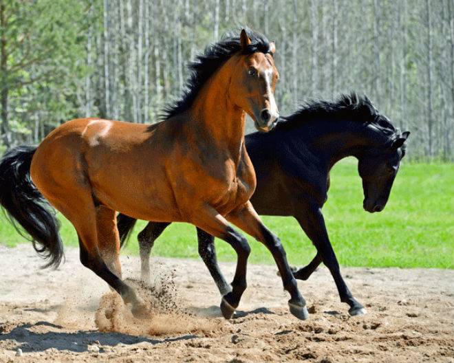 Терская лошадь — википедия. что такое терская лошадь