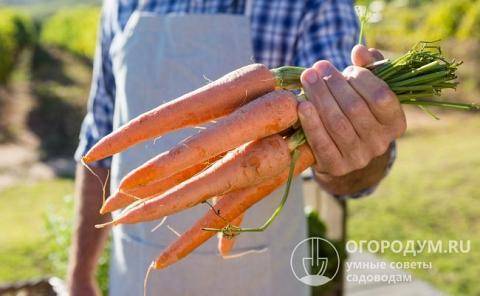 Морковь канада: описание сорта, фото, отзывы, выращивание