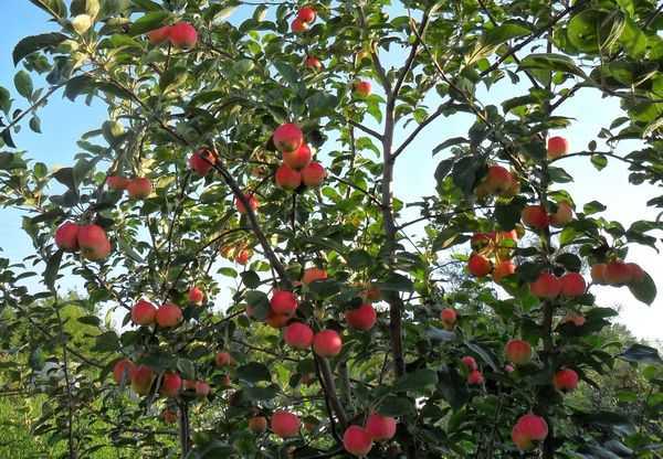 Сортовая колоновидная яблоня васюган