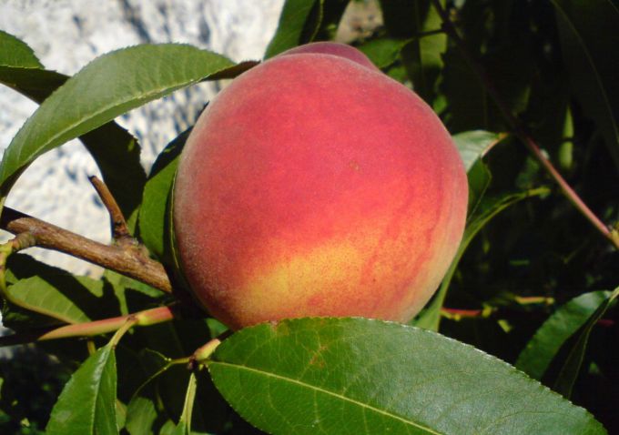 Персик в вашем саду: посадка, уход и обрезка