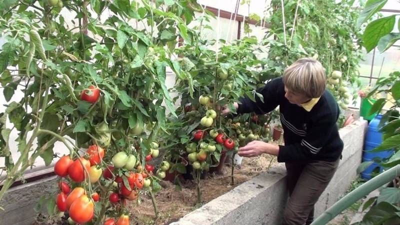 Какие сорта помидоров лучше сажать на урале и когда: обзор гибридов с ранними сроками урожая, а также выращивание томатов в теплице и в открытом грунте