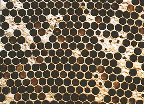Гнилец у пчел — виды и лечение
