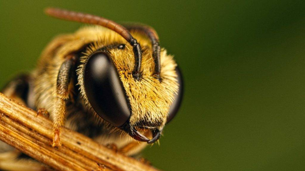 Состав пчелиной семьи: её развитие, содержание и функции