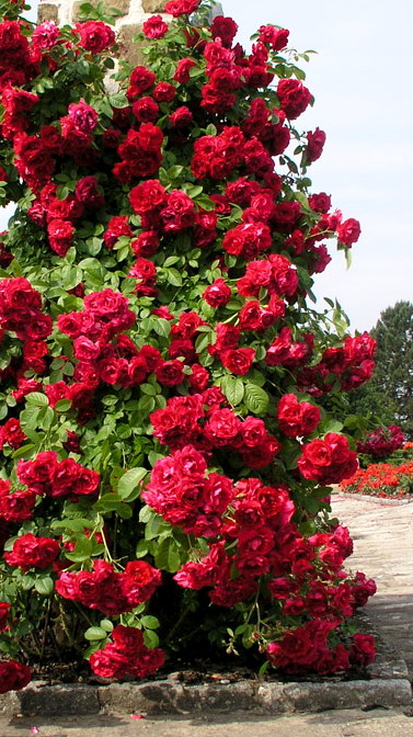 Лучшие сорта плетистых роз для средней полосы россии