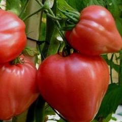 Помидоры-великаны с деликатесным вкусом — описание и характеристики сорта томата «орлиное сердце»