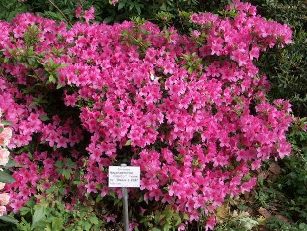 Рододендрон японский (азалия садовая): посадка и уход, фото, а также как укрыть на зиму