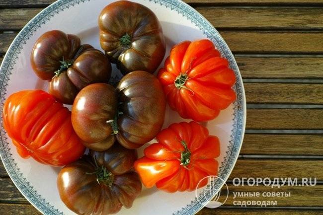 Сорта томатов сливка: описание и правила ухода