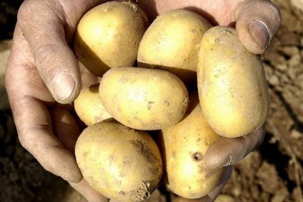 Лучшие сорта картофеля с описанием и фото